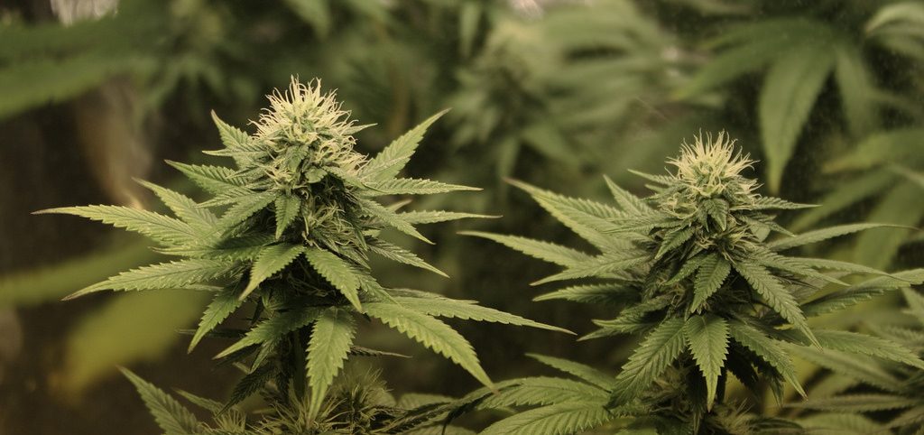 Impact of Marijuana Legalization in California on Teens Uncertain